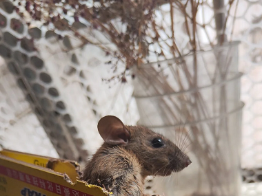 和顺杀虫灭鼠公司卧室和书房怎样布置捕鼠笼灭鼠