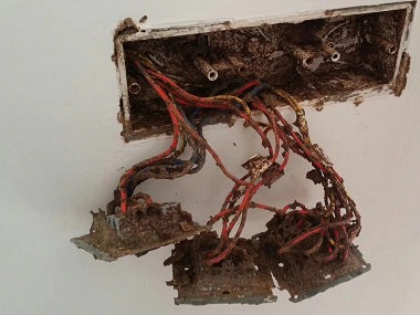 盐步验收白蚁中心——白蚁会吃钢筋水泥腐蚀白银