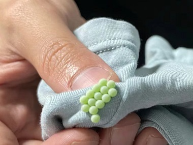 里水杀虫灭鼠所——带您认识臭虫并防治臭虫