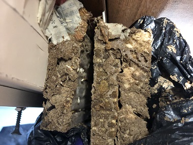 大沥白蚁防治机构如何排查自家有没有白蚁巢